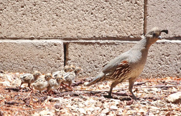 Quail and her chicks
